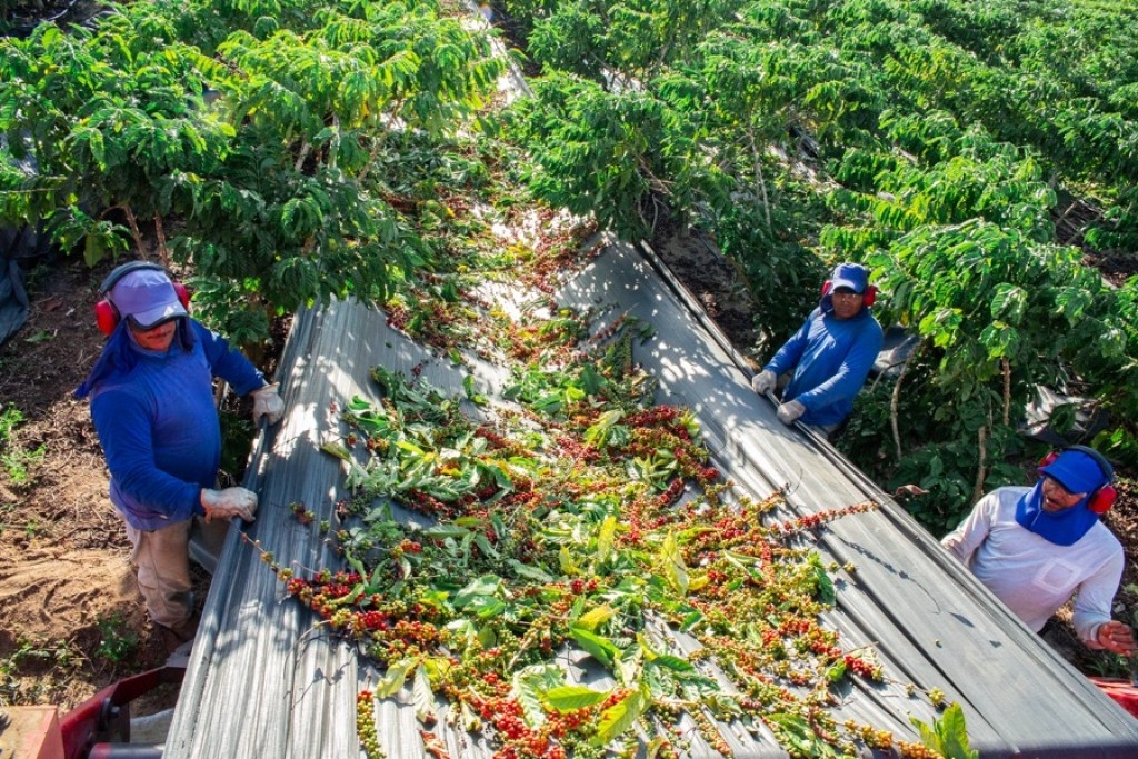 Safra de café no Espírito Santo sofre impacto do calor intenso, mas mercado mantém otimismo Safra de café no Espírito Santo sofre impacto do calor intenso, mas mercado mantém otimismo