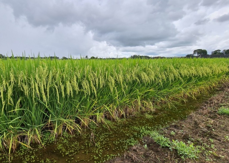 Justiça suspende leilão e dá 24 horas para União e Conab explicarem a importação de arroz