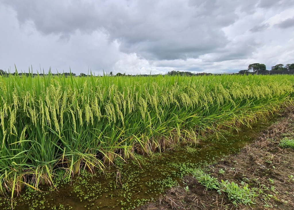 Justiça suspende leilão e dá 24 horas para União e Conab explicarem a importação de arroz Justiça suspende leilão e dá 24 horas para União e Conab explicarem a importação de arroz