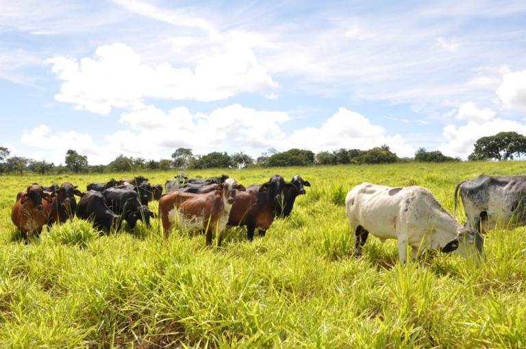 Emater de Minas Gerais transforma paisagens degradadas na Zona da Mata