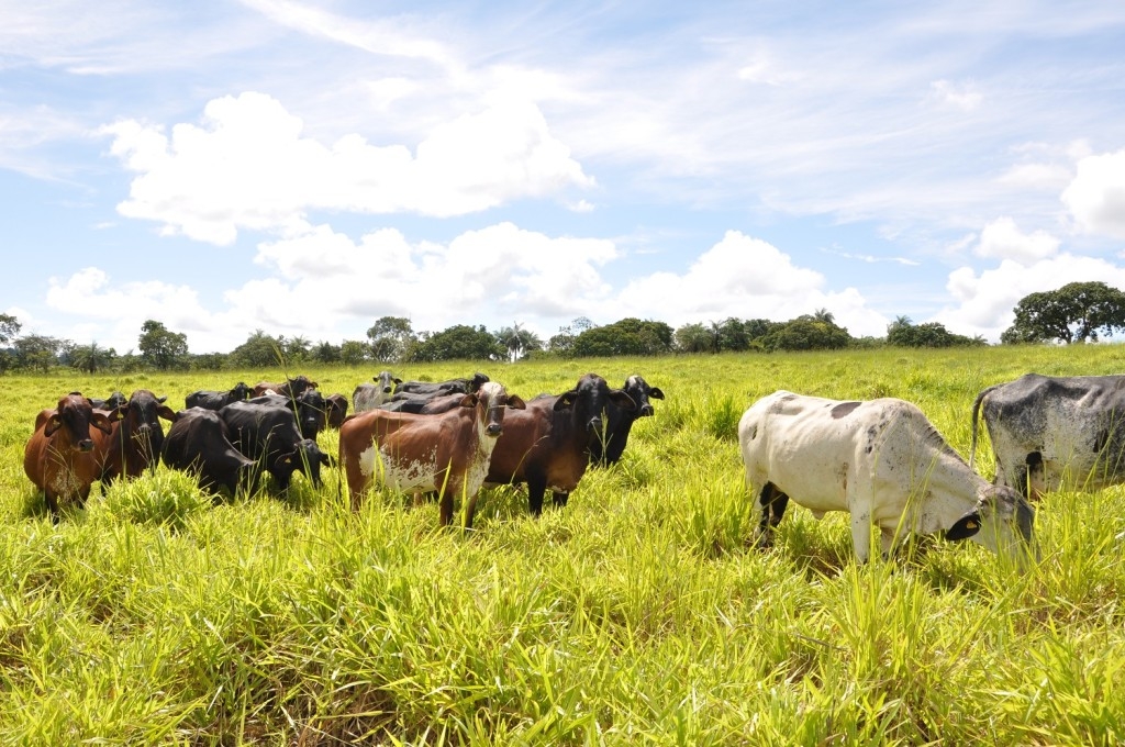 Emater de Minas Gerais transforma paisagens degradadas na Zona da Mata Emater de Minas Gerais transforma paisagens degradadas na Zona da Mata