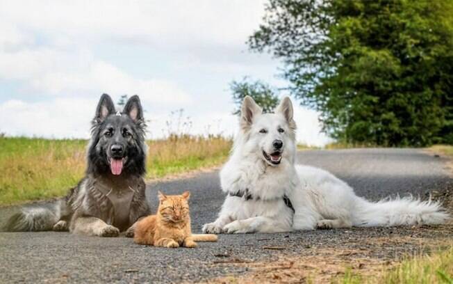 Gato é criado por cachorros e pensa que é um cão