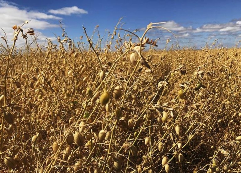Cientistas criam grãos resistentes ao calor para driblar mudanças climáticas