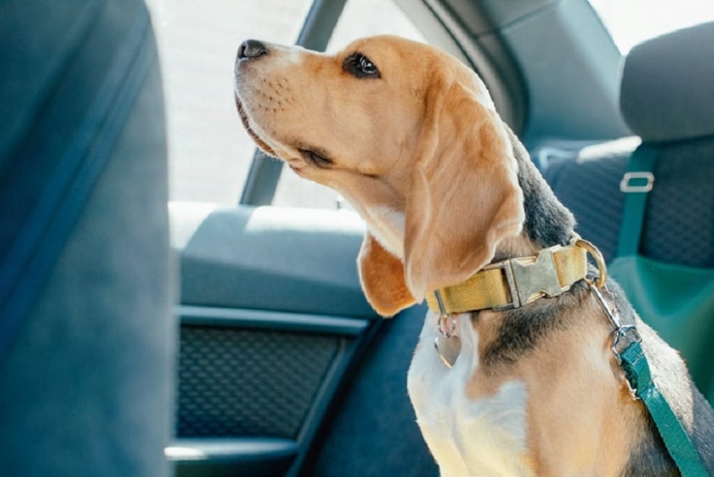 Dicas ajudam a viajar com seus pets em segurança