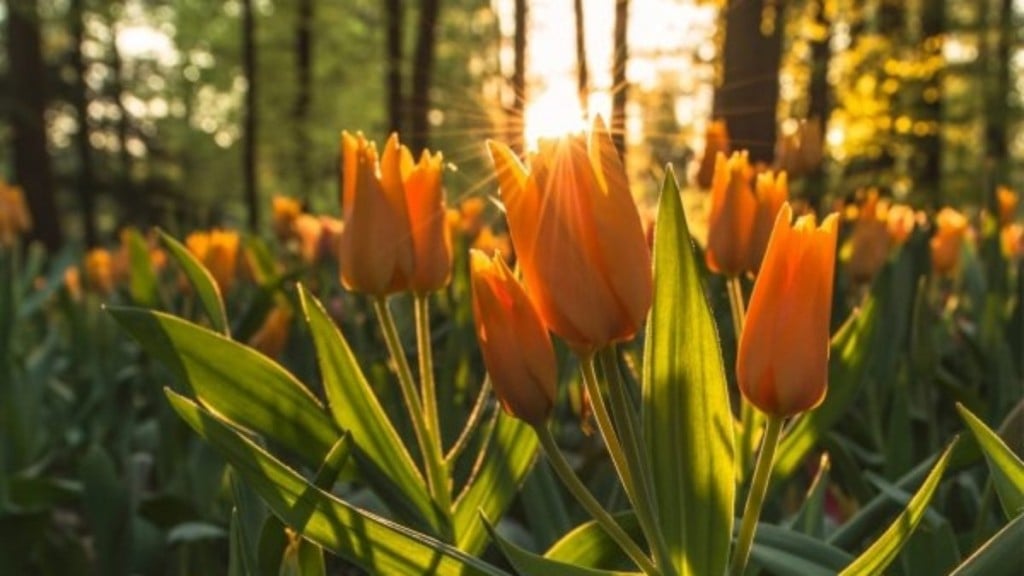 Joanita Molina Ritual de Ostara: conheça a celebração de Primavera para se despedir das dificuldades