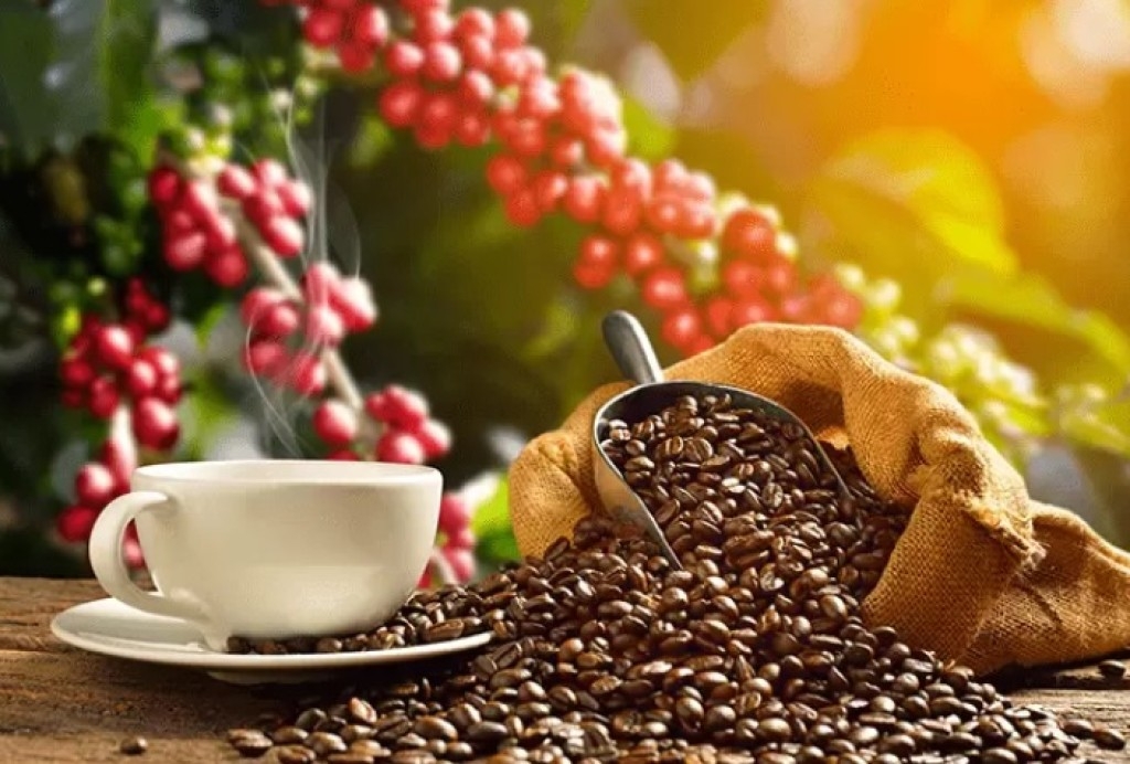 Pesquisa Sebrae mostra que cafeicultores brasileiros inovam para ganhar destacar no mercado global