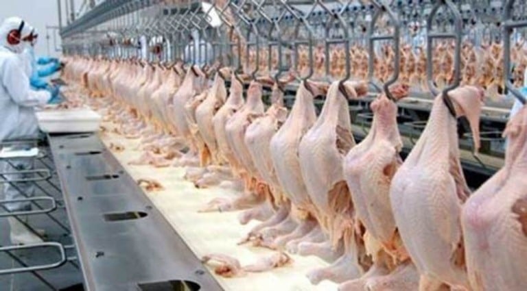 Paraná continua líder na produção de carne de frango