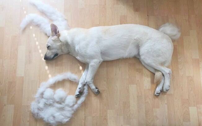 cachorro deitado ao lado de desenho de pelo