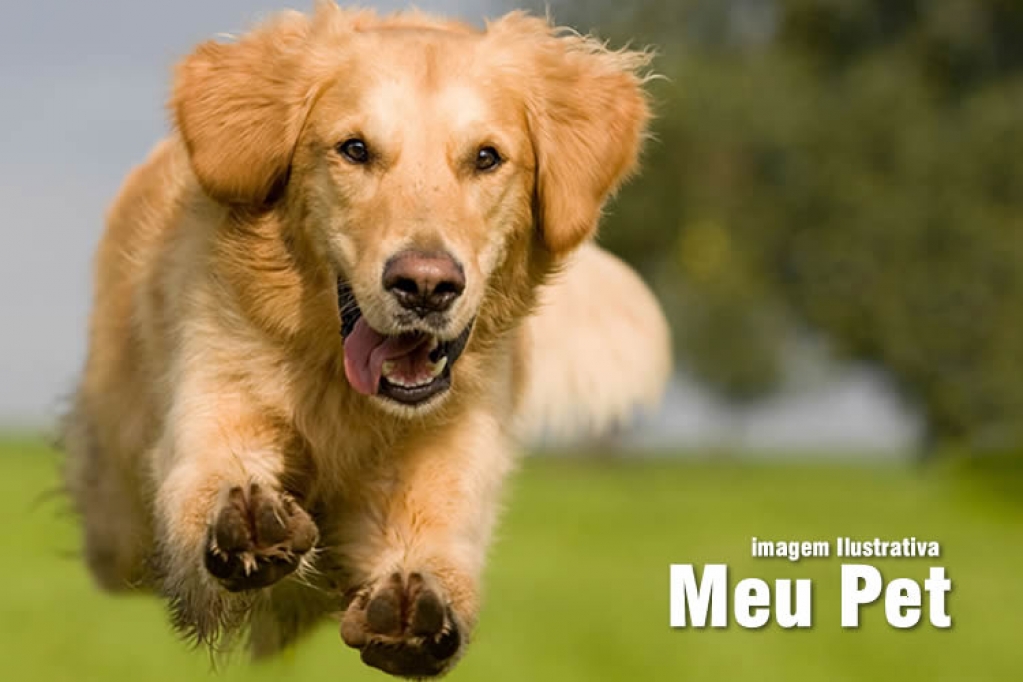 10 perfis de cachorro que fazem jus ao título de "melhor amigo do homem"