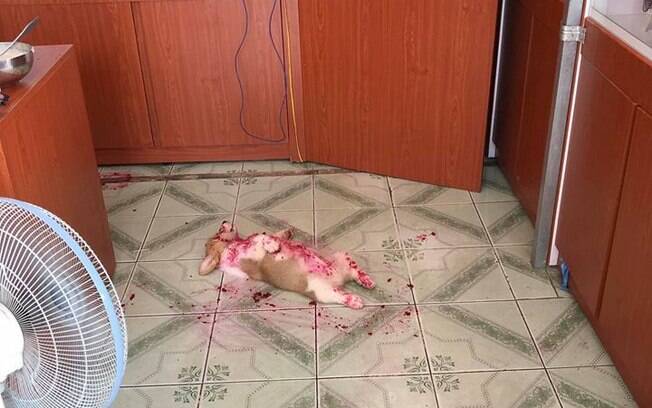 corgi deitado e sujo de algo vermelho 