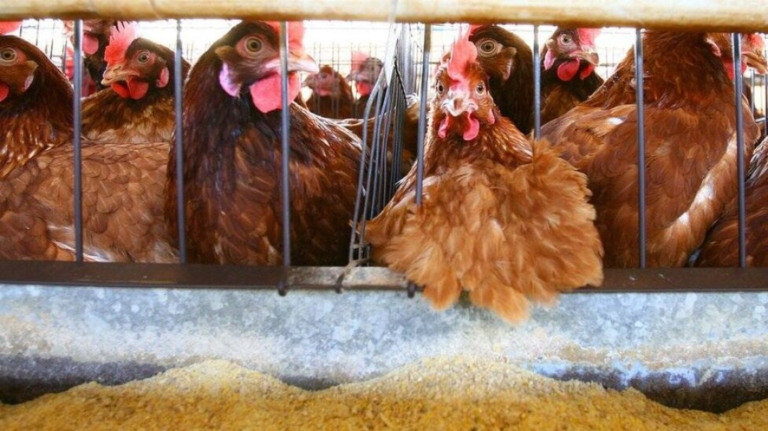 Gripe aviária: México relata 1° caso de variante mais infecciosa