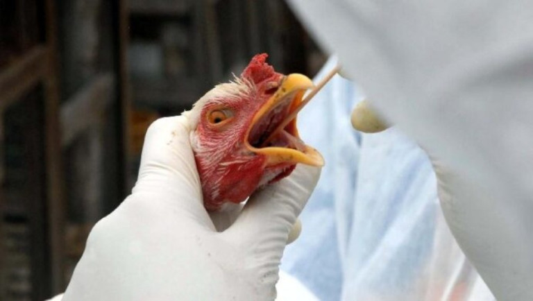 Brasil entra em estado de alerta por causa da gripe aviária