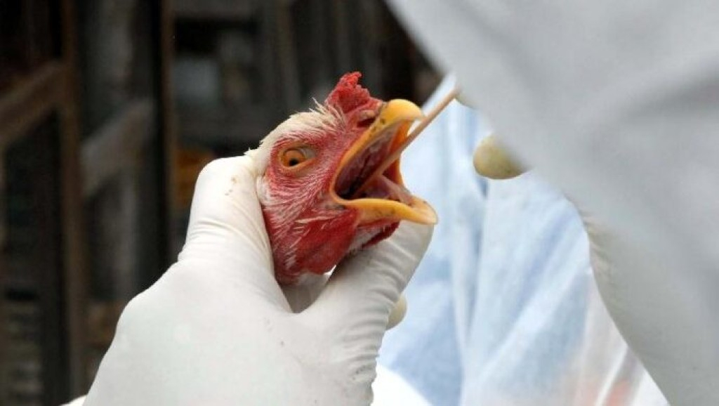 Brasil entra em estado de alerta por causa da gripe aviária