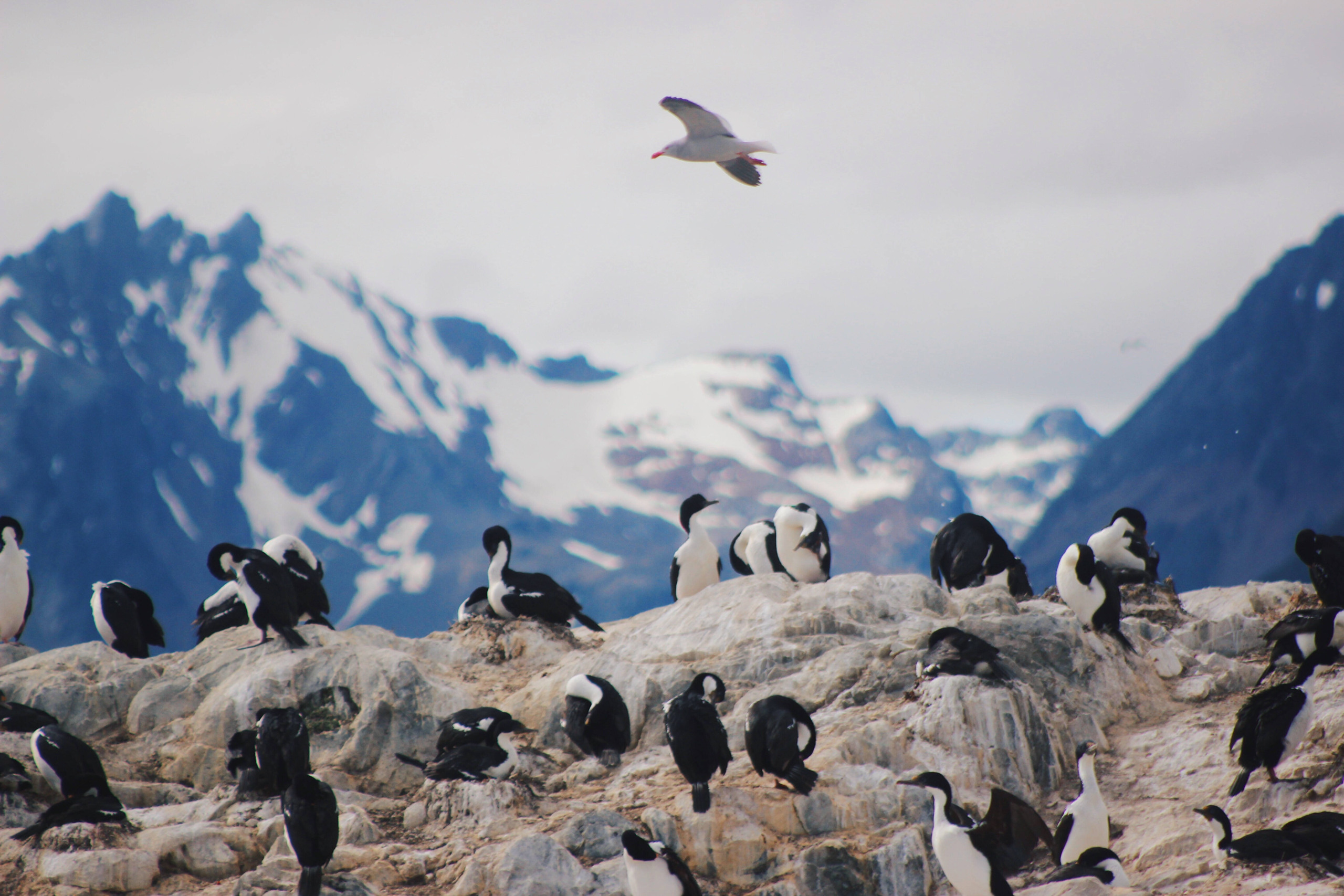 A fauna de Ushuaia é repleta de aves aquáticas, desde gaivotas e albatrozes até pinguins e gansos