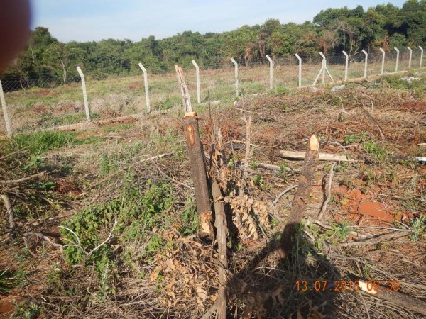 Polícia ambiental flagra - e multa - cortes de árvores nativas na região