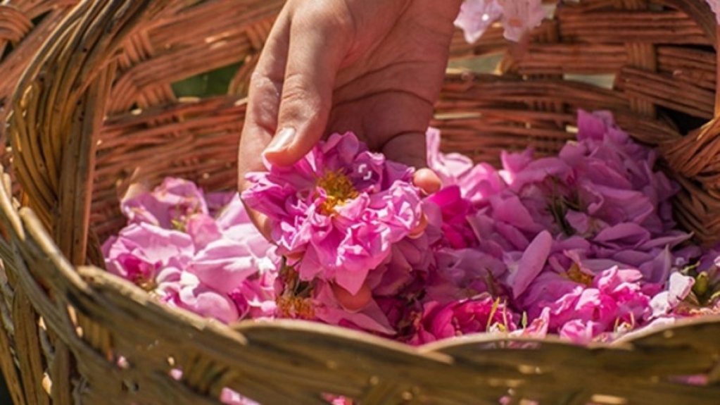 Festival da Água de Rosas celebra a primavera no Irã e atrai turistas