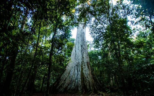 Terras indígenas são essenciais para o equilíbrio do clima na Amazônia