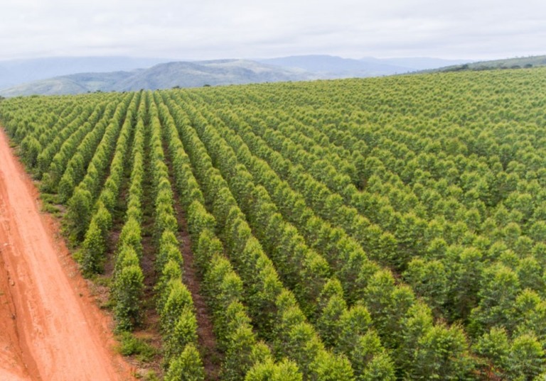 Mecanização promove eficiência energética e gera empregos no setor florestal