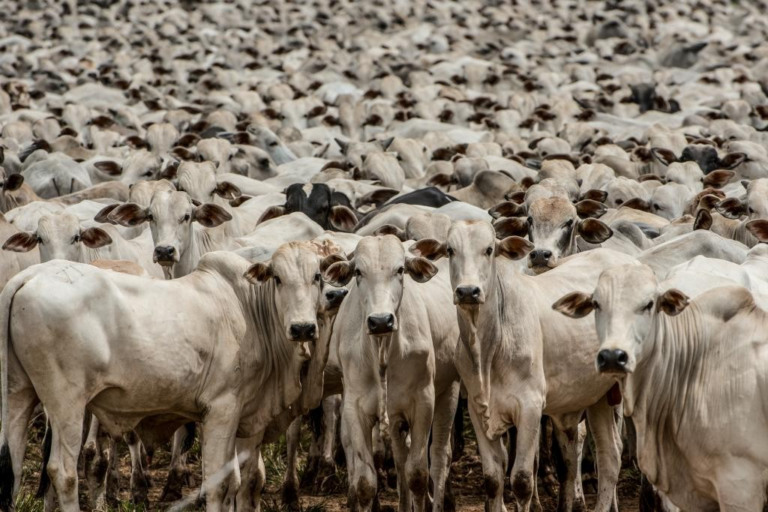 Recorde: Mato Grosso tem o maior rebanho do Brasil: 34,4 milhões de cabeças de gado