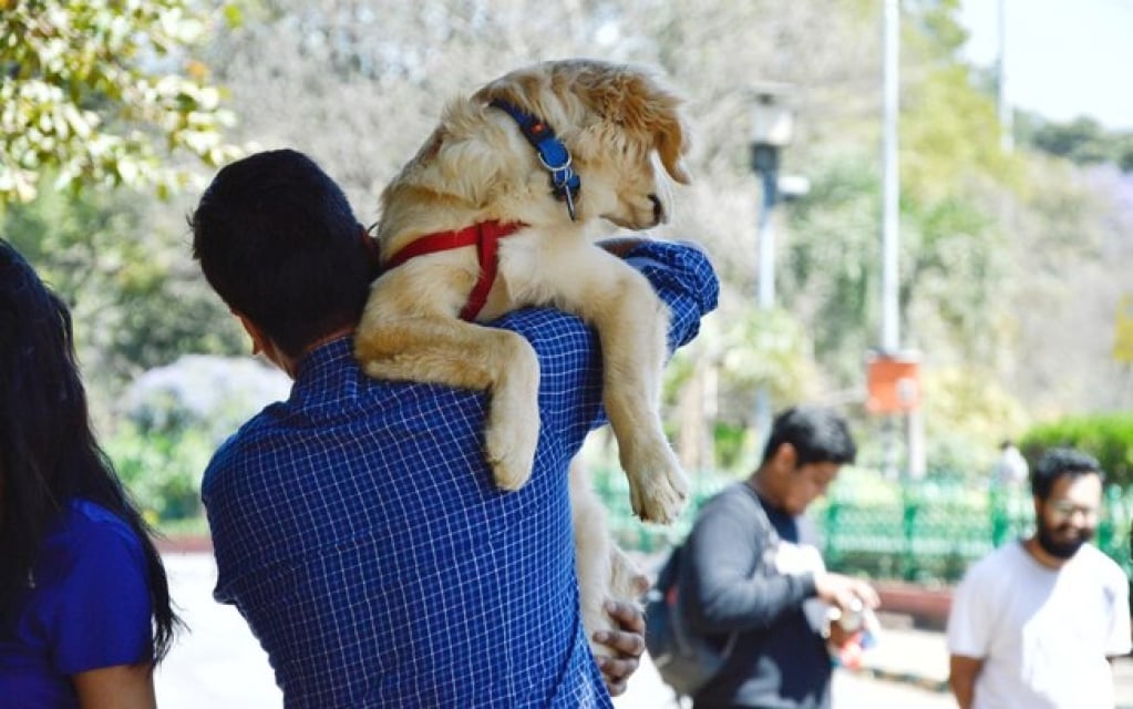 Pesquisadora lista 7 curiosidades sobre o Direito Animal na família brasileira