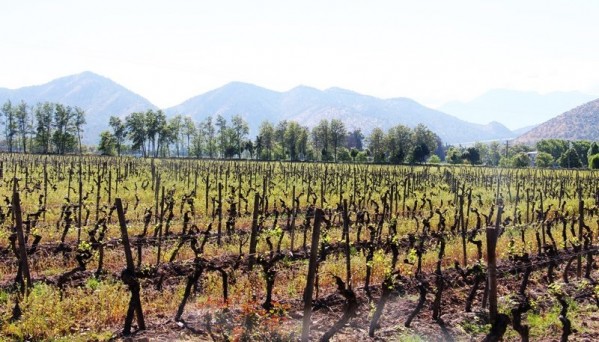 Giro no Chile - Vinícola Carmen mostra vinhos para conquistar brasileiros