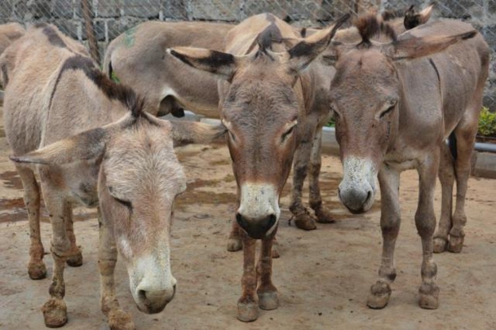 Abate indiscriminado ameaça extinção de jumentos no Brasil, alertam USP