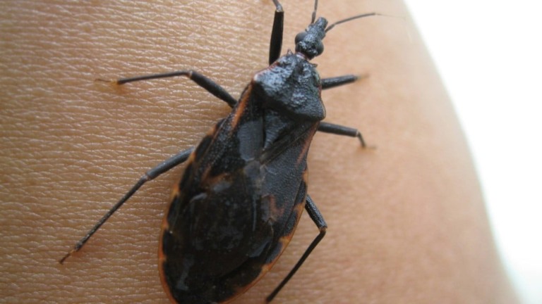 Creative Commons Doença de Chagas pode ser transmitida pelo inseto barbeiro