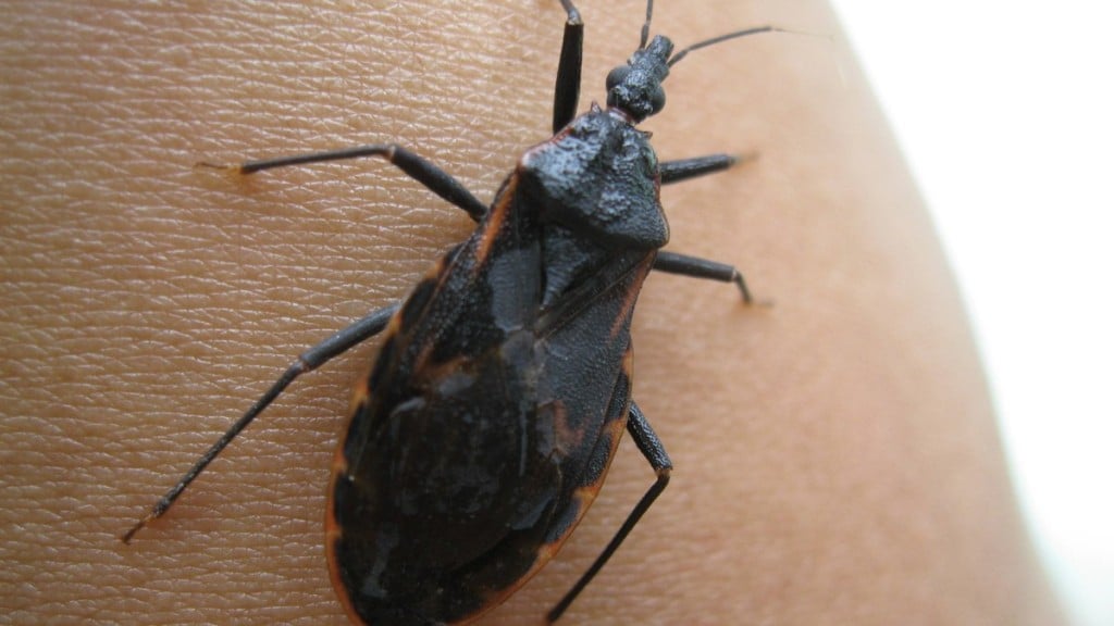 Creative Commons Doença de Chagas pode ser transmitida pelo inseto barbeiro
