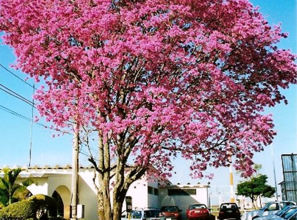 Concurso vai premiar foto socioambiental em Marília