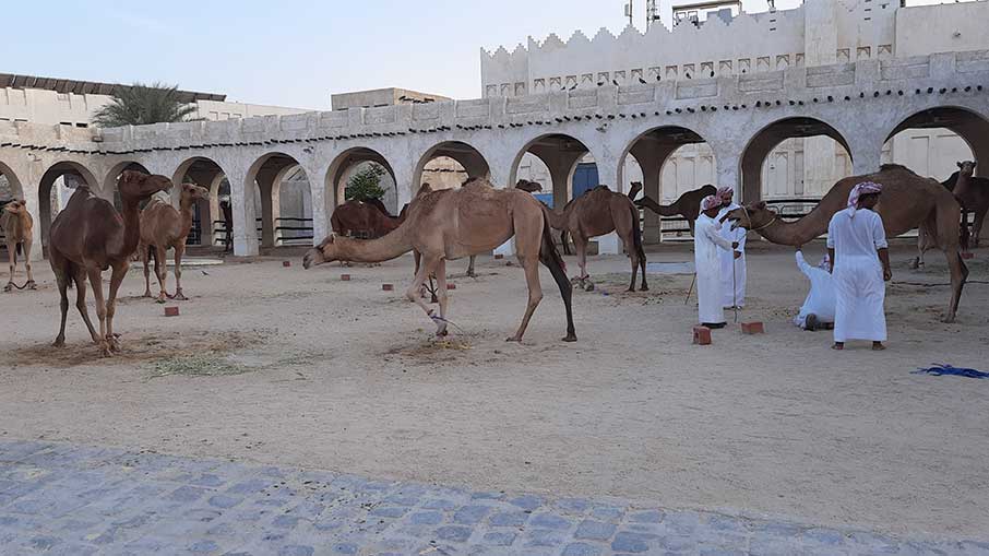 Os camelos ainda são muito usados pelos habitantes do Catar. Foto: Felipe Carvalho