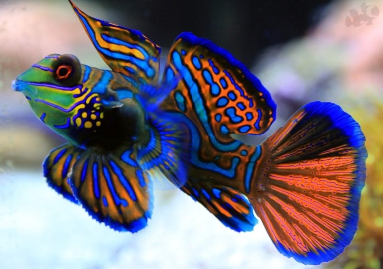Minas Gerais produz 70% dos peixes ornamentais do País