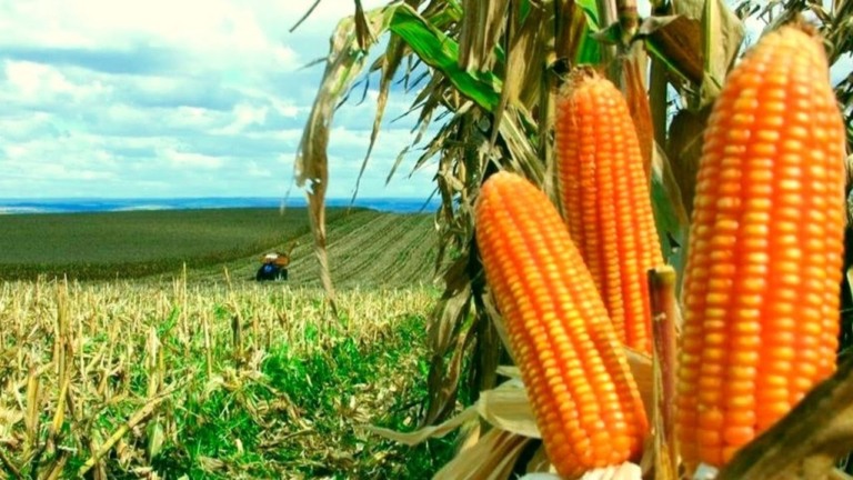 Conab faz primeira avaliação do ano e diz que 75,5% do milho está plantado