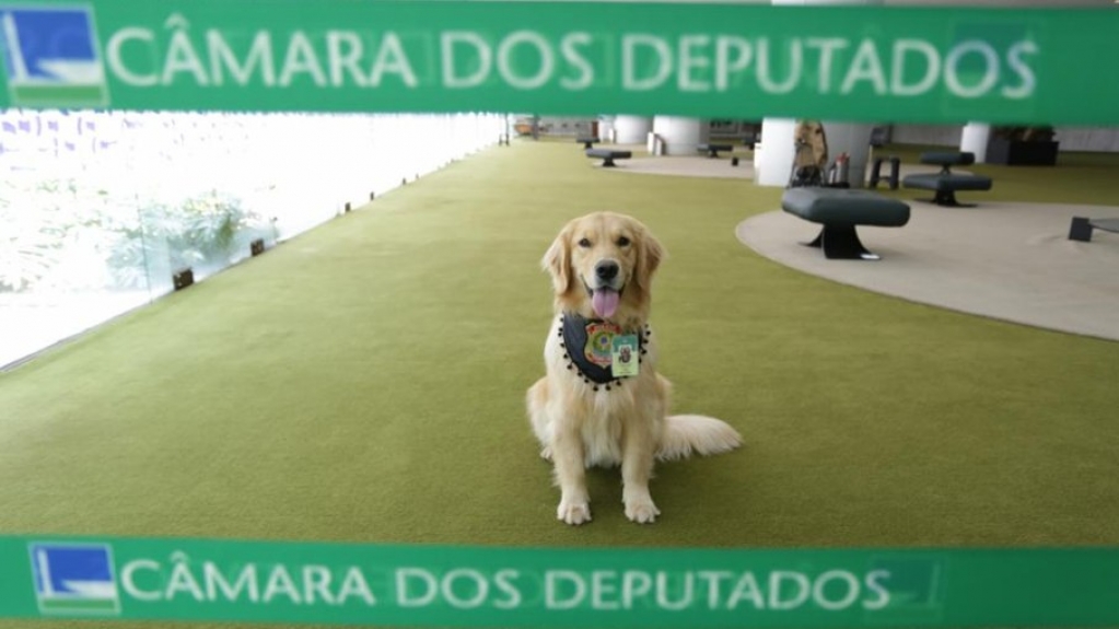 Fotos: Depol faz ensaio com cãozinho que reforça segurança da Câmara Fotos: Depol faz ensaio com cãozinho que reforça segurança da Câmara
