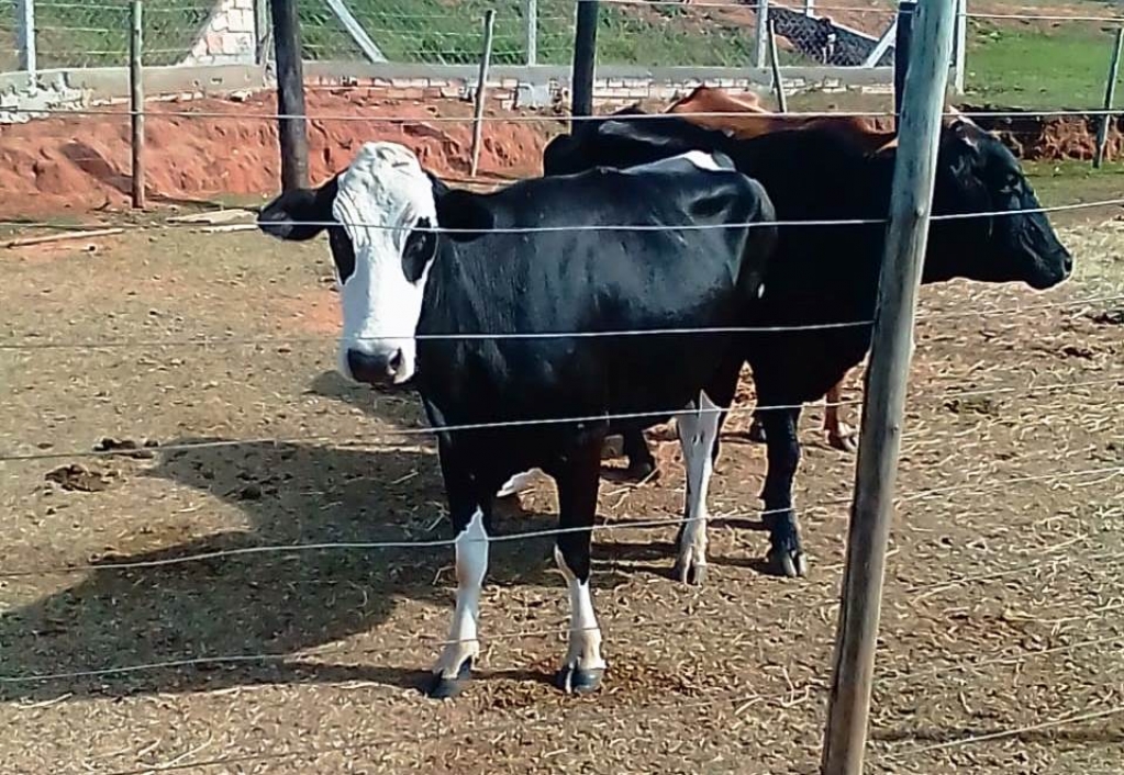 Vacas resgatadas no meio da rua em Marília vão para abrigo e podem ser doadas