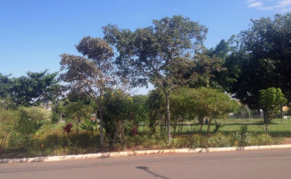 Moradores criam jardim em praça mal cuidada, mas plantas serão derrubadas