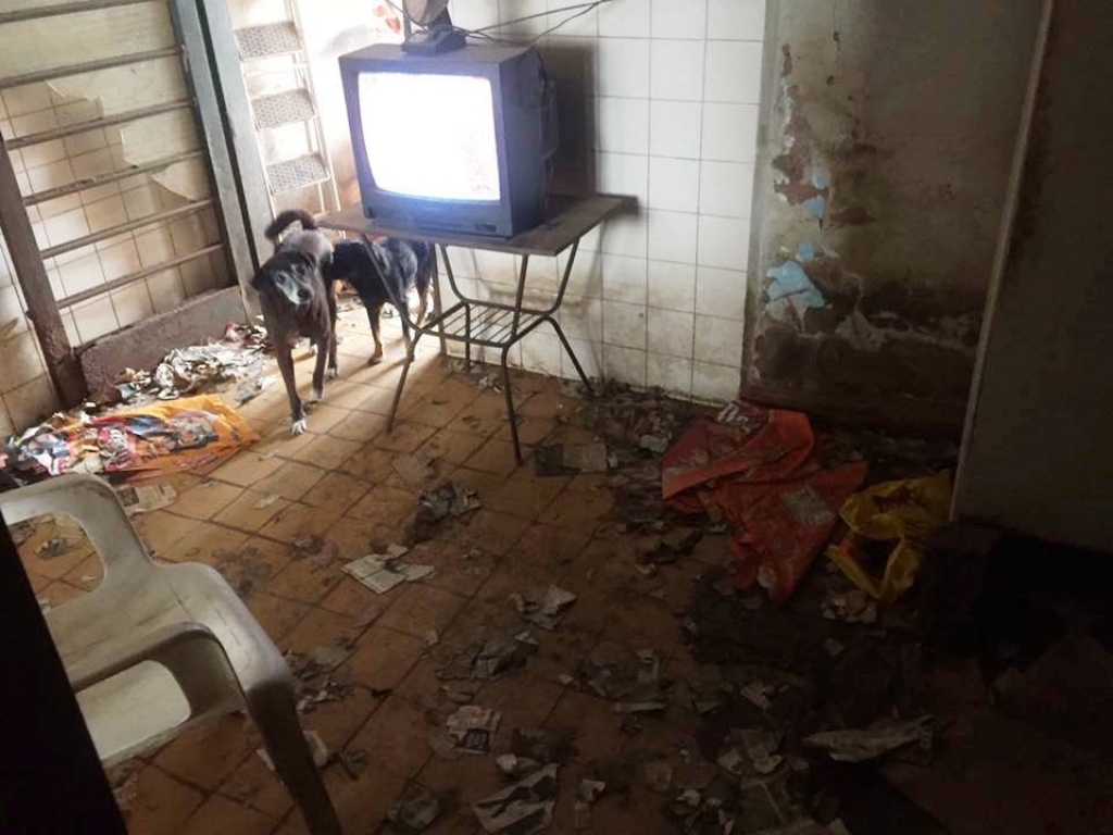 Campanha pede socorro para morador e 20 cães em casa de Marília