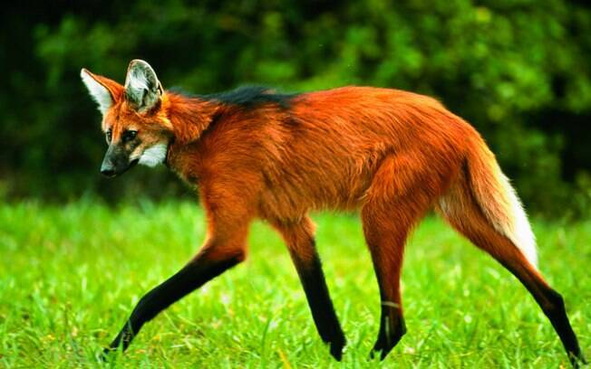 Lobo Guará