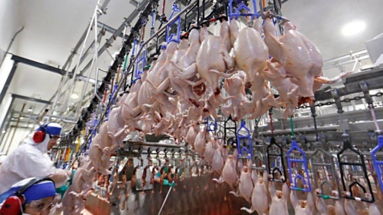 Exportações de carne de frango do Brasil batem recorde com 471 mil toneladas