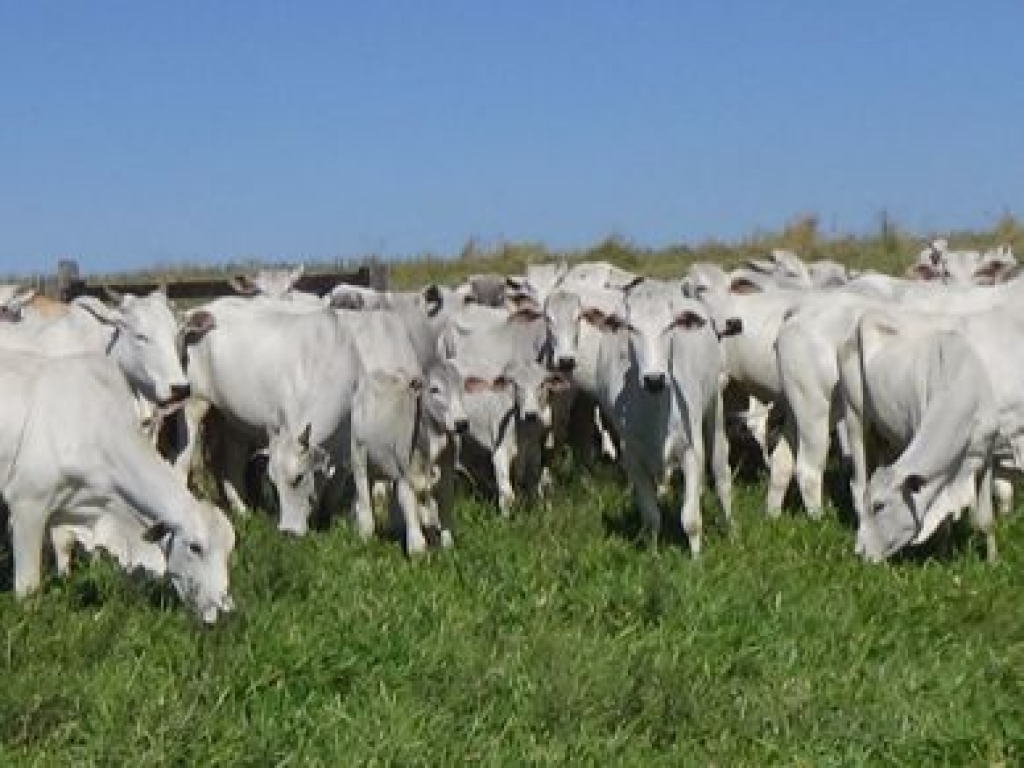 Agropecuária reage e Marília tem 2º PIB de SP; veja dados de 15 regiões