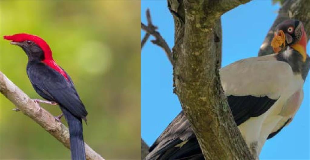 Roteiro turístico do estado cita garça como ponto de observação de vida silvestre – fotos Diogo Sartori/Guia do Estado