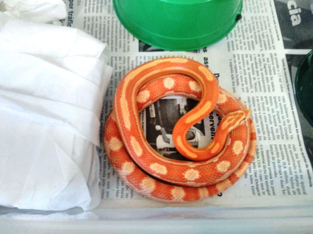 Criador leva multa de R$ 3,4 mil por manter cobras em casa Criador leva multa de R$ 3,4 mil por manter cobras em casa