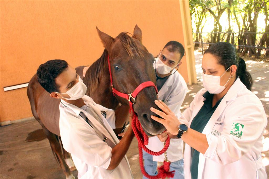 Abertas as inscrições para seleção do Mestrado Profissional em Saúde Animal, Produção e Ambiente da Unimar