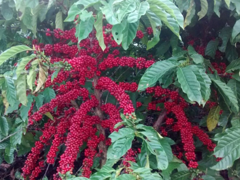 Espírito Santo começa hoje colheita da safra de café conilon do Brasil