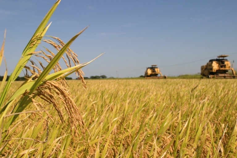 Brasil deve produzir mais arroz e feijão e menos soja em 2024, diz IBGE