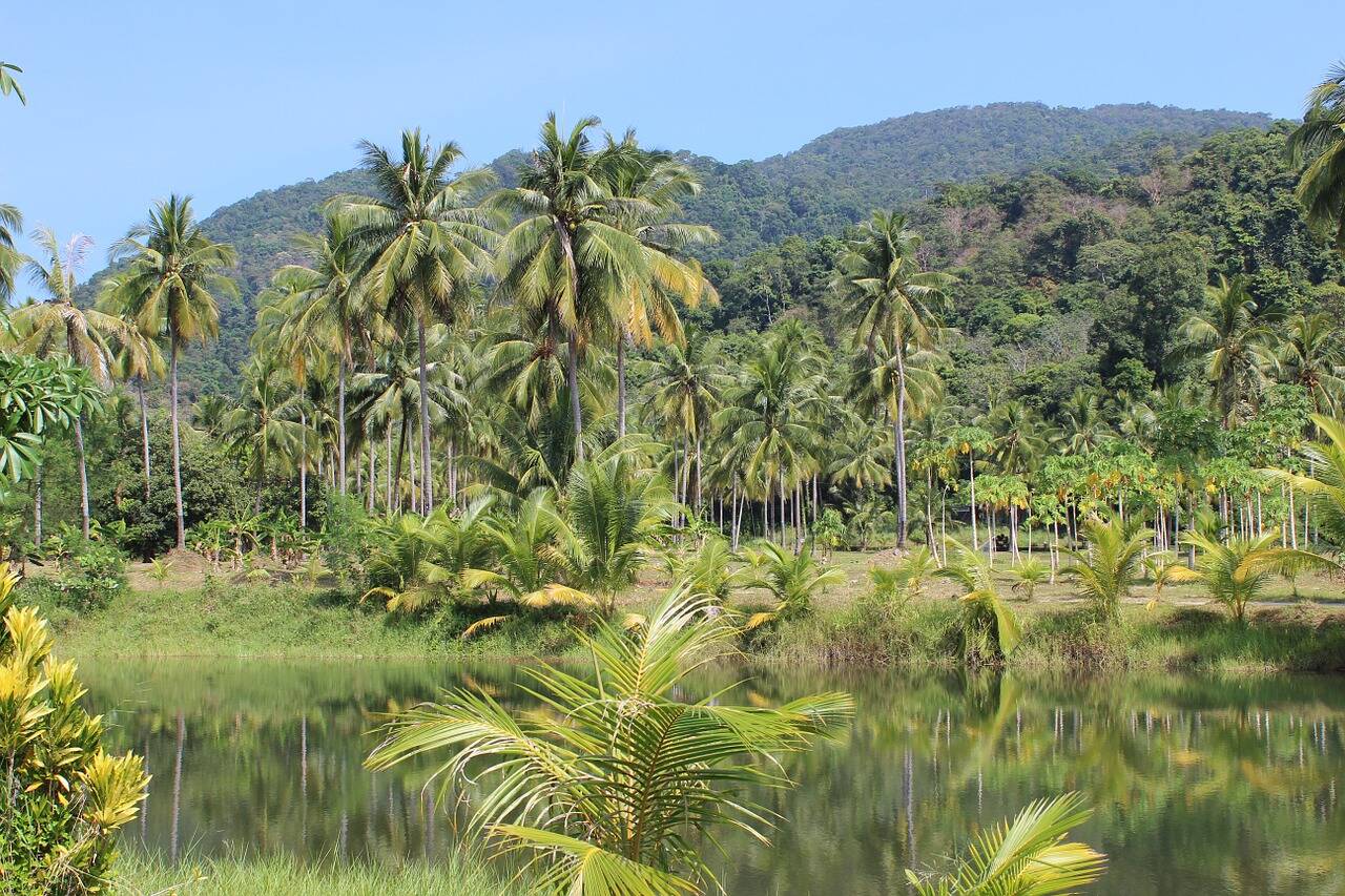 Floresta amazônica. Foto: Pixabay