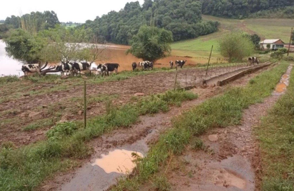 Embrapa faz plano emergencial para auxiliar o Rio Grande do Sul