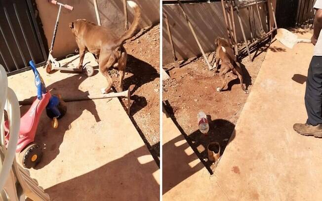 cobra e cachorro