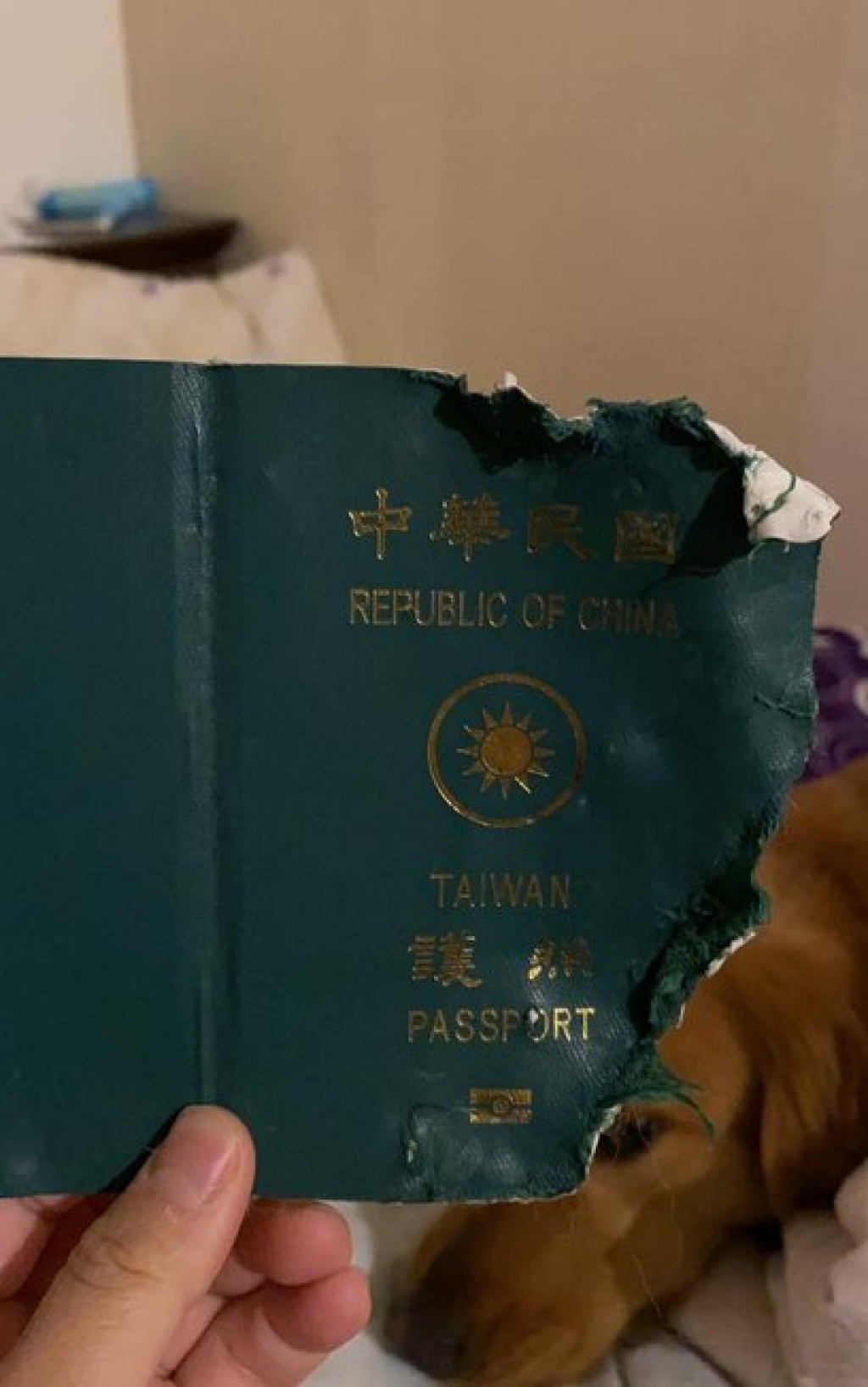 Cão destrói passaporte de dona que iria para Wuhan pouco antes do coronavírus