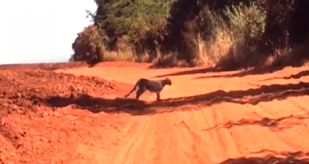 Ciclista flagra onça com filhotes em fazenda de Paraguaçu