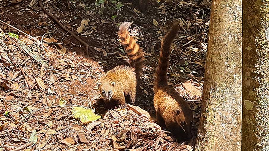 Quatis circulam pelo Parque dos Saltos, em Brotas. Foto: Felipe Carvalho/iG